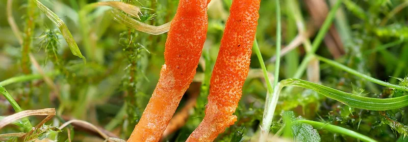 Экстракт кордицепса